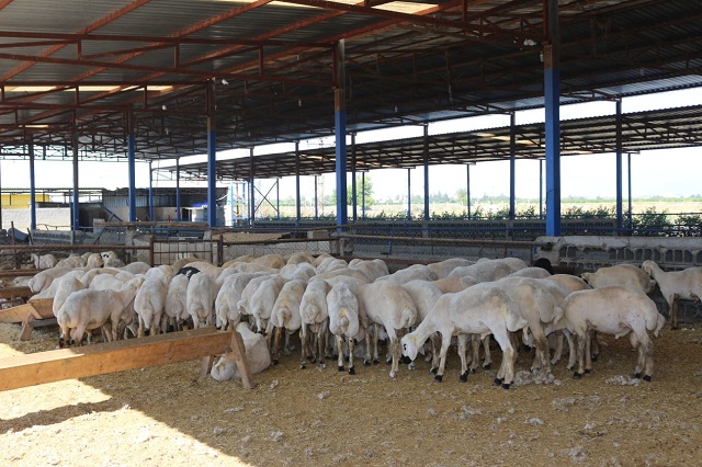 Abu Ali Çiftlik Kasap Açıldı Kuzu Etin Kilosu 35 TL Kozan Son Dakika