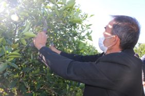 Kozanda 32 Kişiye Budama Kursu Verildi (3)
