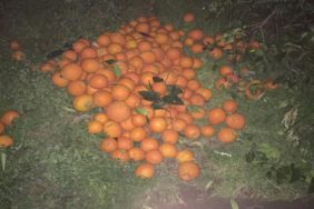 Kozanda Bahçeden Portakal Çalan 5 Kişi Yakalandı (1)
