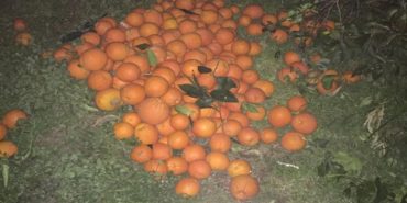 Kozanda Bahçeden Portakal Çalan 5 Kişi Yakalandı (1)