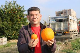 Kozan’da Bu Portakalı Görenler Şaşırtıyor Ağırlığı (1)