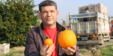 Kozan’da Bu Portakalı Görenler Şaşırtıyor Ağırlığı (1)